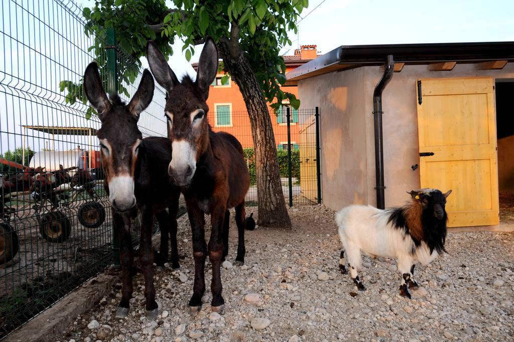 Agriturismo Al Barco Konuk evi Sommacampagna Dış mekan fotoğraf