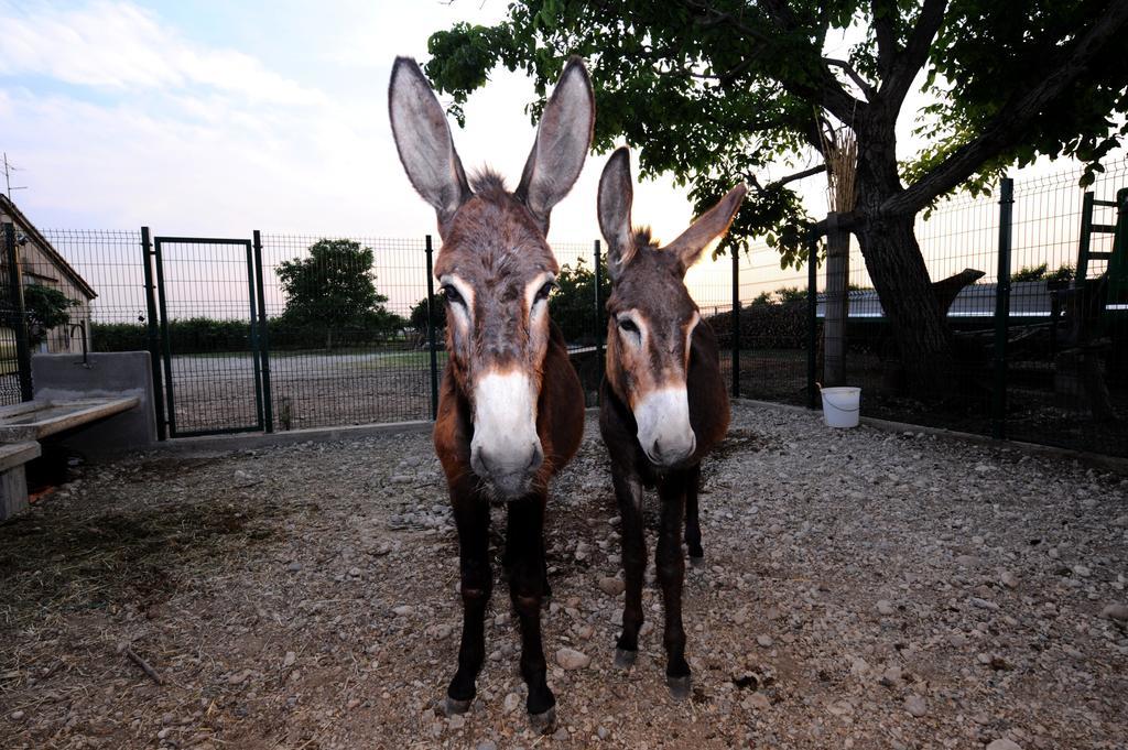 Agriturismo Al Barco Konuk evi Sommacampagna Dış mekan fotoğraf