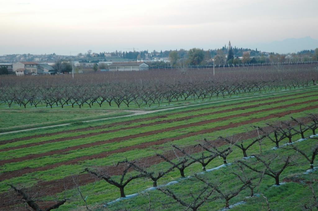 Agriturismo Al Barco Sommacampagna Oda fotoğraf